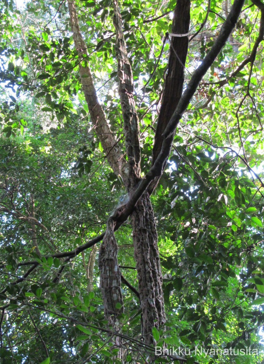 Cissus lonchiphylla Thwaites